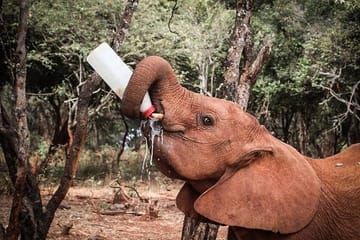 Baby Elephant Rehabilitation Tour at Sheldrick Trust, Nairobi