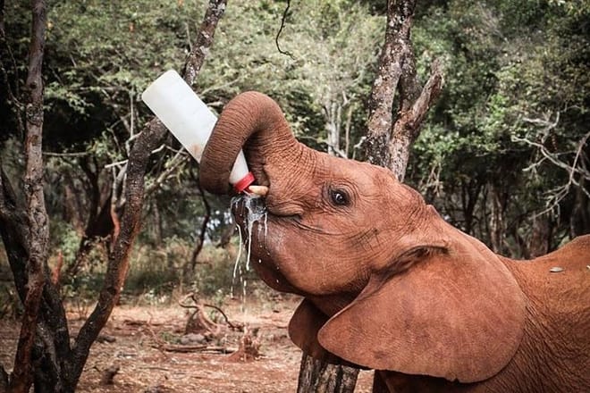 Baby Elephants being bottle feed