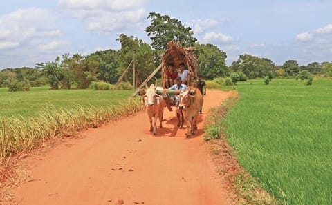Village Trekking Tour Sigiriya
