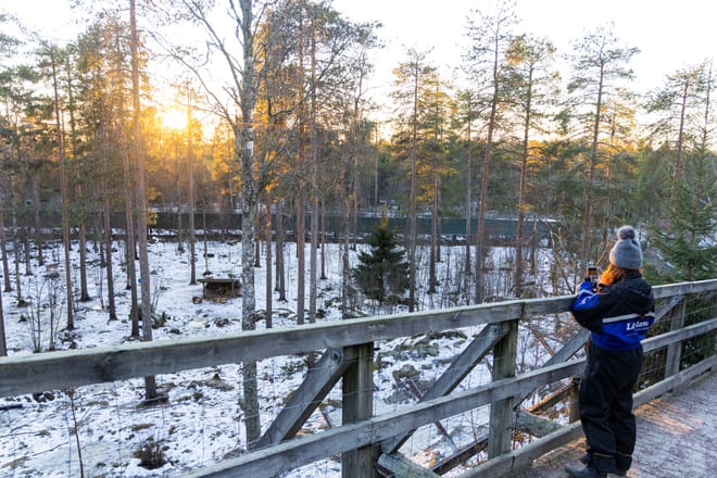 Visit to Ranua Arctic Wildlife Park - Rovaniemi photo 4