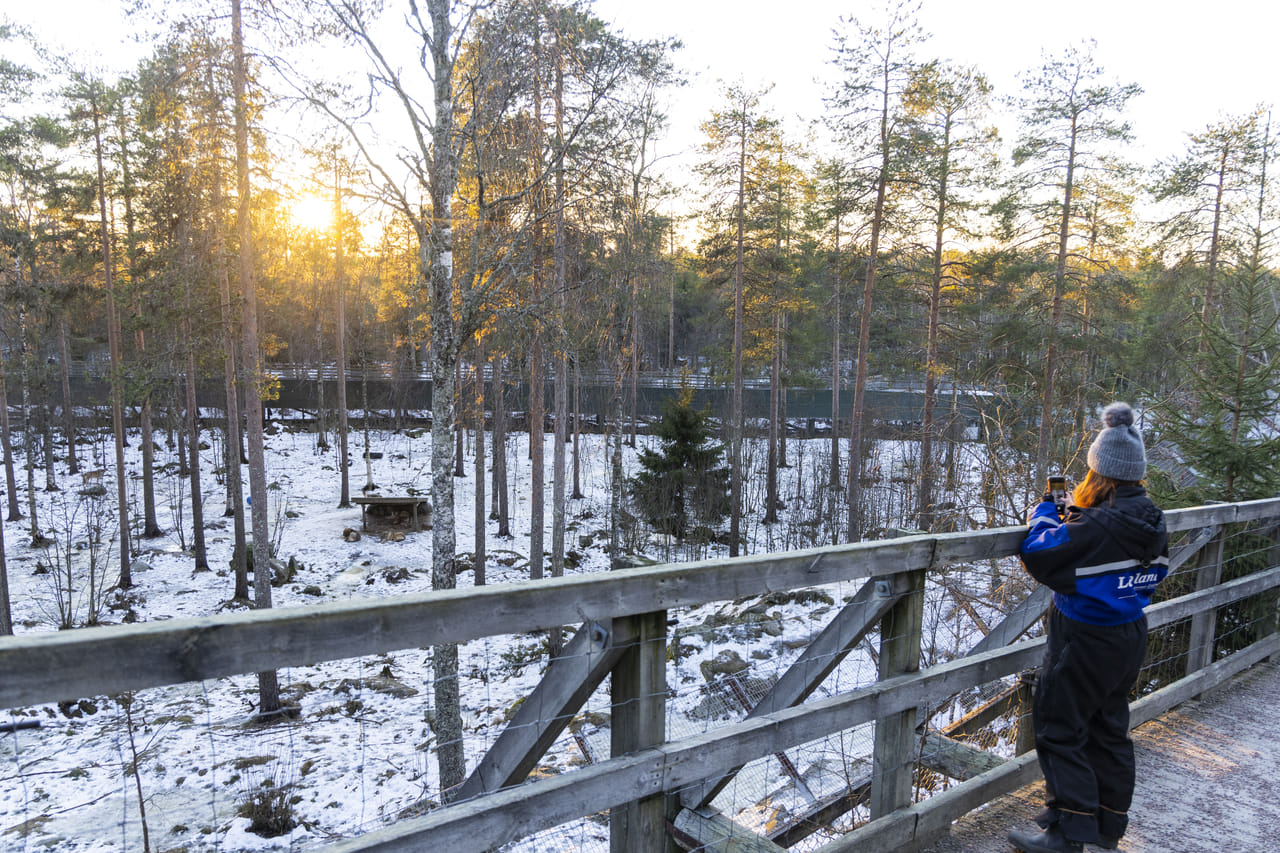 Visit to Ranua Arctic Wildlife Park - Rovaniemi 4