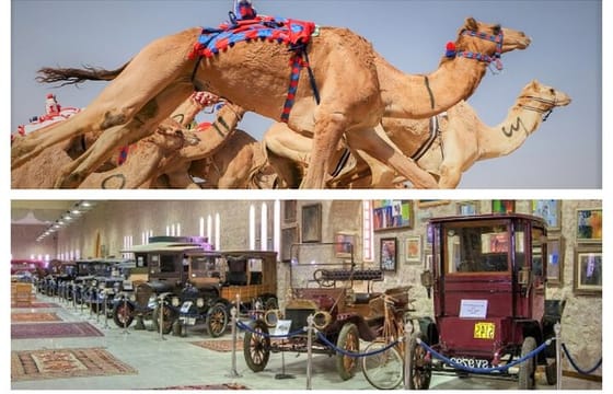 Cultural & Thrills: Sheikh Faisal Museum & Camel Race Adventure
