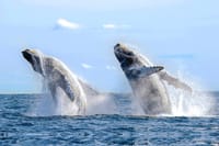 Los Cabos Whale Watching Cruise with Open Bar & Snacks 4