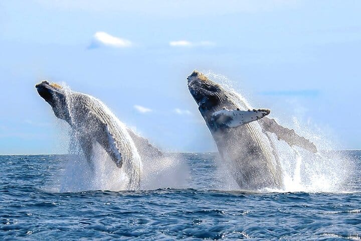 Los Cabos Whale Watching Cruise with Open Bar & Snacks 4