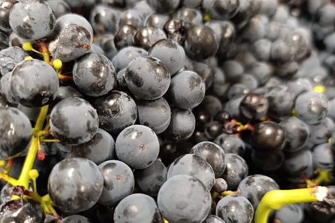 Rioja Day Tour: Explore Three Wineries with Tastings - Photo 16