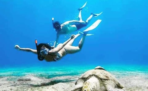 Snorkeling and Boat Tour at Paradise Island, Hurghada