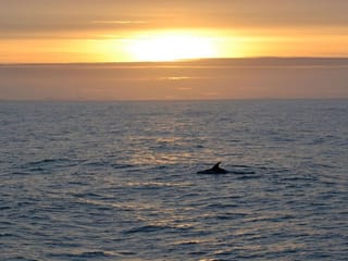 Reykjavík Whales & Snowmobile, photo 6