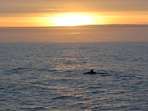 Reykjavík Whales & Snowmobile, photo 6