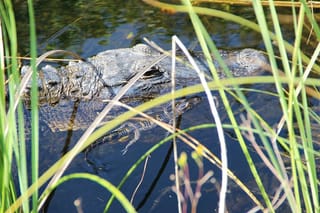 Miami's #1 Everglades Adventure: Airboat Ride, Gator Show, Park Entry & Free Transportation