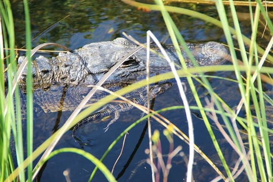 Miami's #1 Everglades Adventure: Airboat Ride, Gator Show, Park Entry & Free Transportation