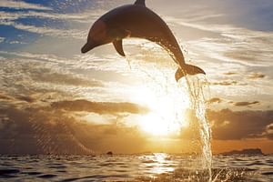 Discover Bali's Dolphins and Majestic Waterfalls