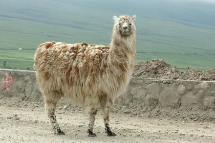 Tafi del Valle and Quilmes Ruins Full-Day Tour from Tucuman