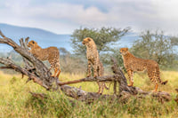 Lion & Elephant Safari Adventure Full-Day Tour 6