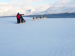 Dog Sledding in Akureyri, photo 10