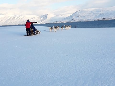 Dog Sledding in Akureyri, photo 10