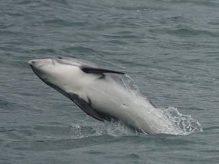 sea trips reykjavík - Whale Watching Cruise from Reykjavík
