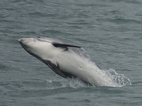 sea trips reykjavík - Whale Watching Cruise from Reykjavík
