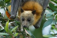 Unveiling the Secrets: Witness a Hidden Colony of Grey-Headed Flying Foxes in an Enchanted Valley