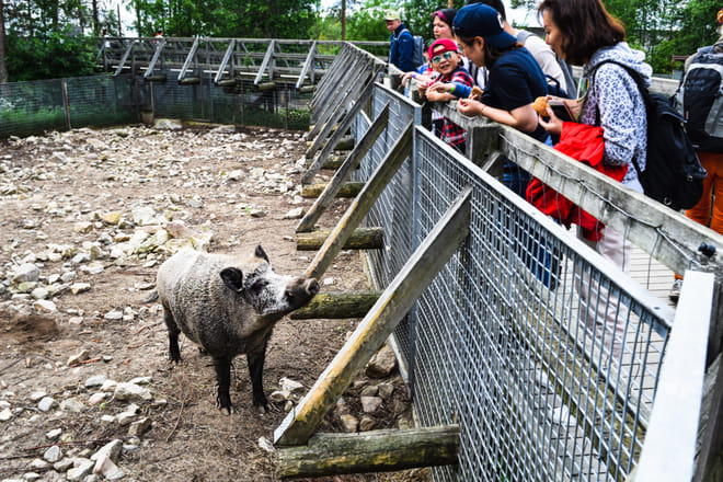 Visit to Ranua Arctic Wildlife Park - Rovaniemi 6