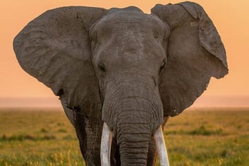 3 Days Queen Elizabeth Wildlife Safari