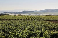 Penedes Vineyards