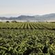 Penedes Vineyards