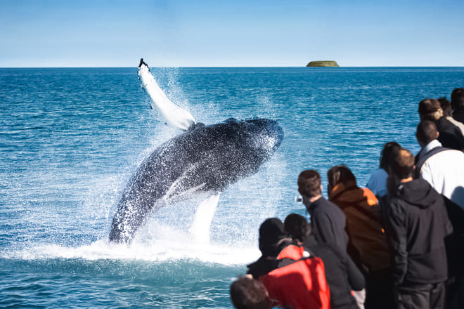Húsavík Original Whale Watching photo 5