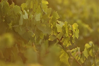 Santorini 12 Wine Tastings with OIA Sunset