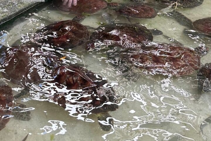 Swim with Sea Turtles at The Lagoons Zanzibar