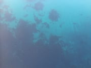 Freedive Foodhunt	 8