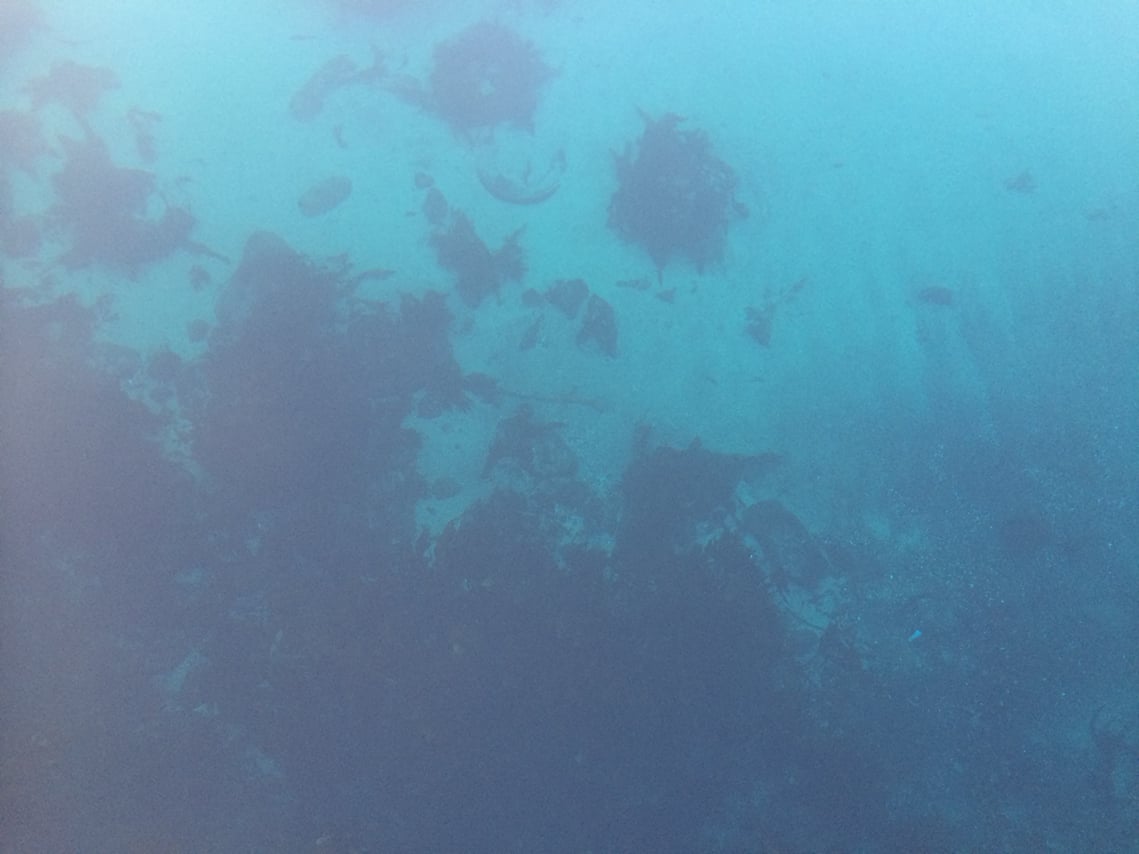 Freedive Foodhunt	 8