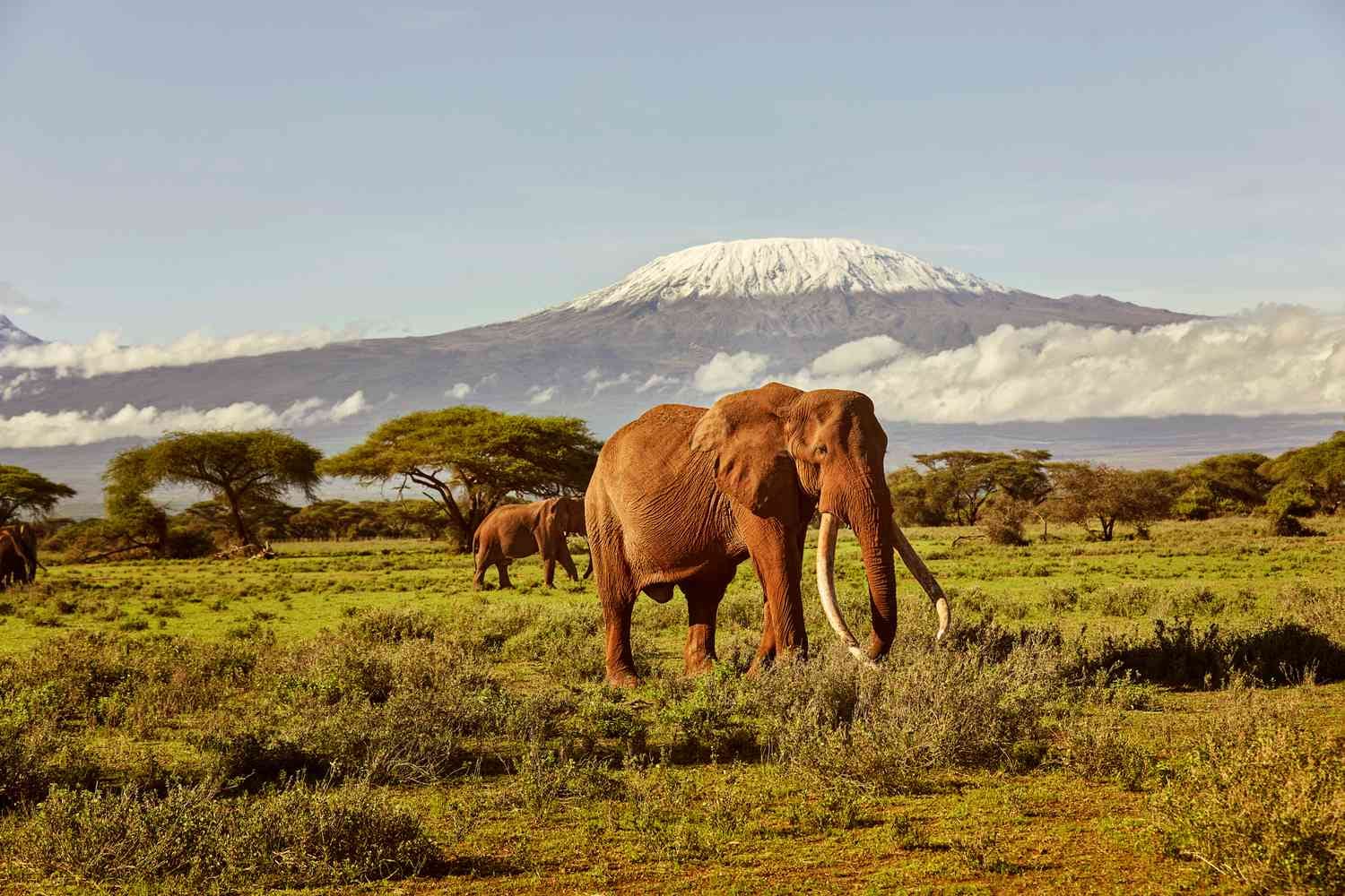 kilimanjaro-view-amboseli-luxury tour