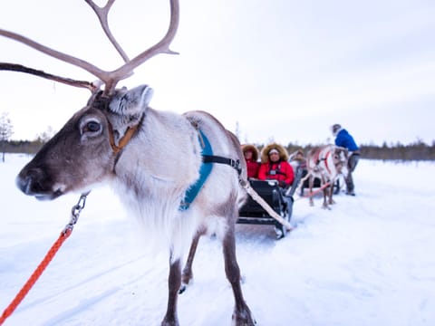 Authentic Reindeer Farm Visit with Reindeer Safari