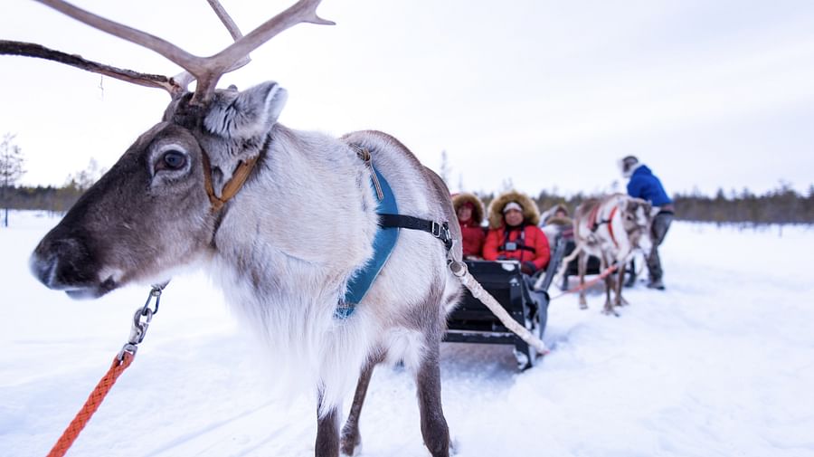 Reindeer Safari in Rovaniemi