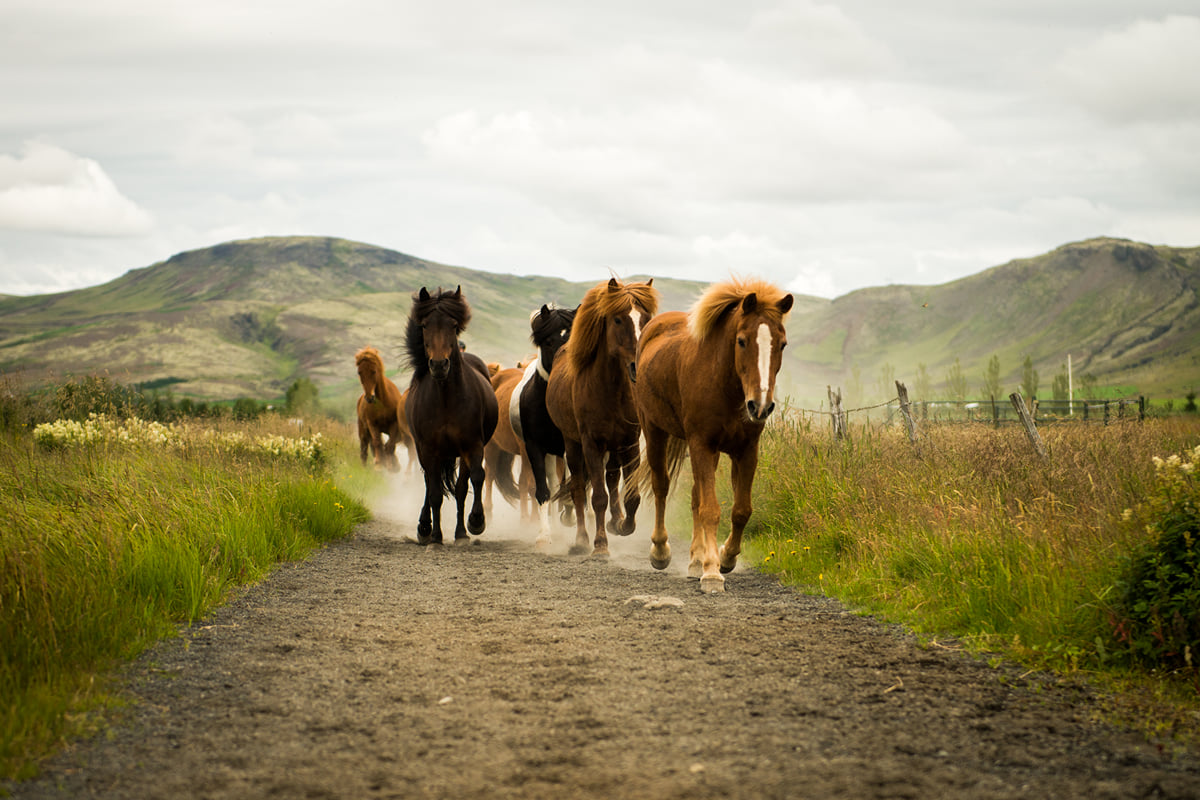 Family Horseback Riding Tour, Iceland
