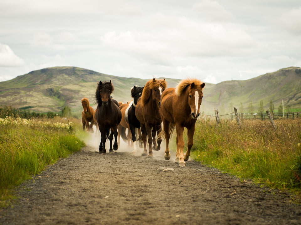 Hot Spring Valley Horse Riding Tour – Reykjadalur — Sólhestar
