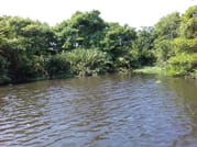 Muthurajawela Sanctuary Boat Safari with Bird Watching 8