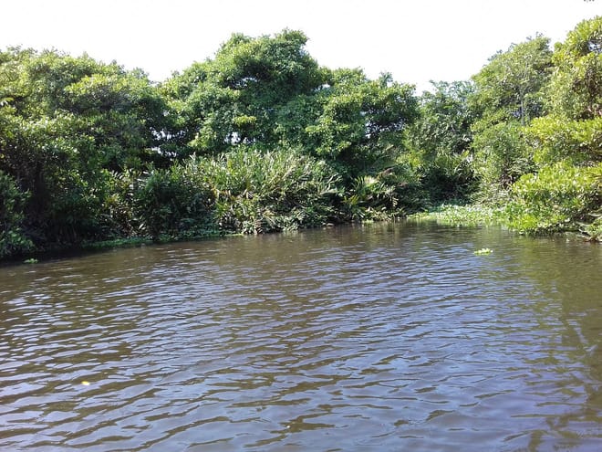 Muthurajawela Sanctuary Boat Safari with Bird Watching 8