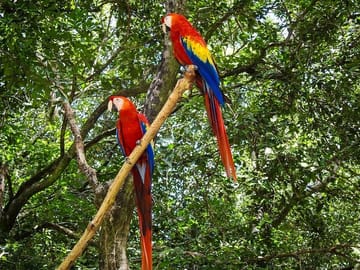 birds roatan henrytour