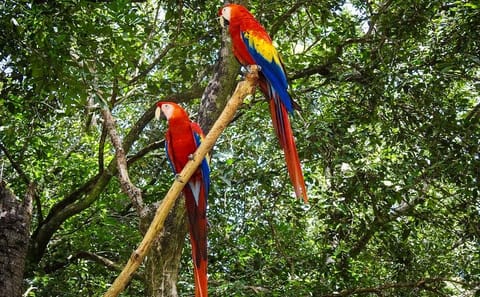 Snorkeling and Wildlife Encounter Tour in Coxen Hole, Honduras