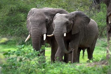 5Days Masai Mara Budget Tented Camping Safari