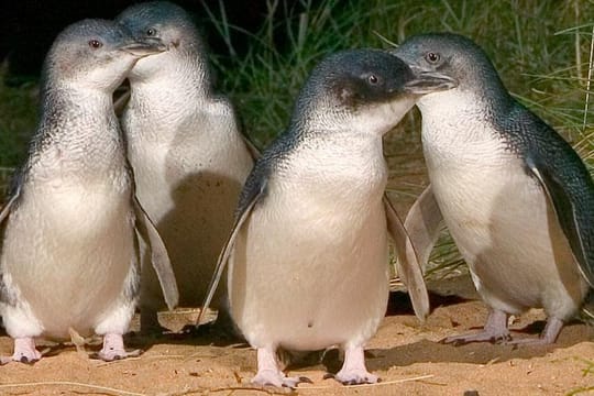 Private custom Tour of Phillip Island With Penguin Parade 