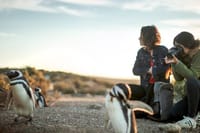 Estancia San Lorenzo: Home to the Largest Penguin Colony 1