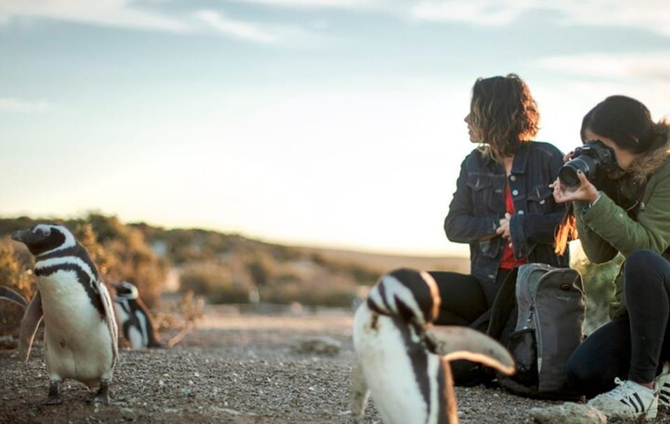 Penguin Watching Tour at Estancia San Lorenzo, Puerto Madryn