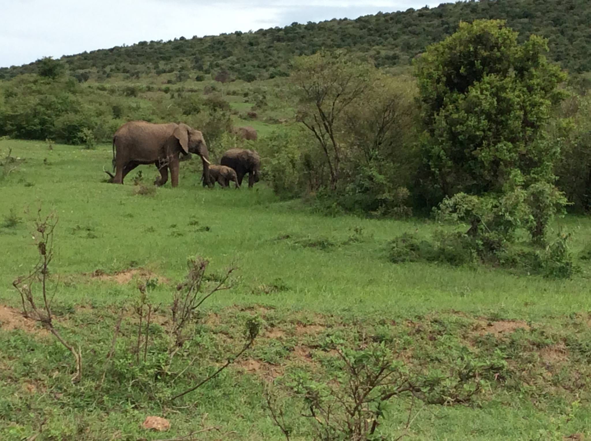 Elephant with calfs in Masai Mara - Kenya