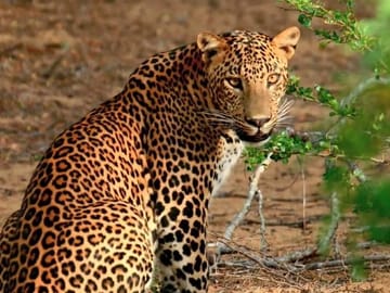Leopard watching from safari jeep at yala national park, Sri Lanka