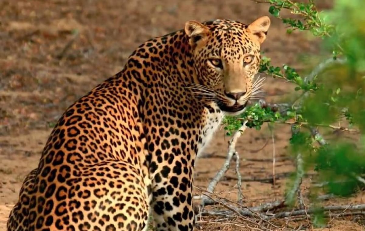 Private Safari at Yala National Park