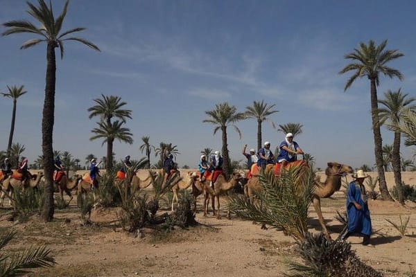 Camel Ride in the Palm Grove