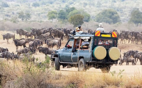 6-Day Wildlife Safari in Amboseli, Nakuru, and Maasai Mara
