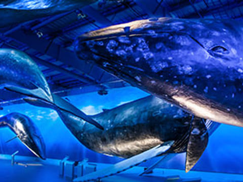 Lava Show/ Fly Over Iceland/ Whale Museum+ Return- Transfer From Your Hotel/Airbnb, photo 4
